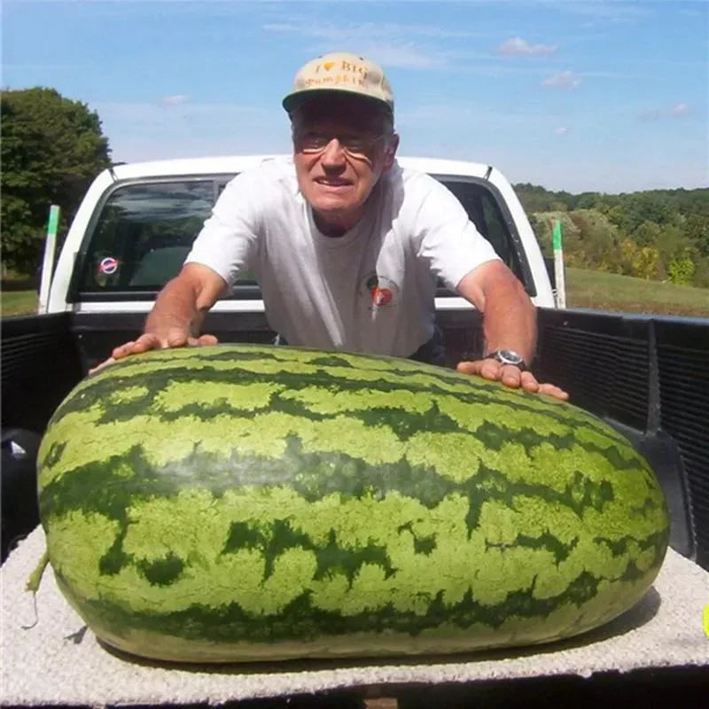 ⚡Flash-Sale⚡100k-sold⚡ Lazy Man's Watermelon Seeds-#YUN7
