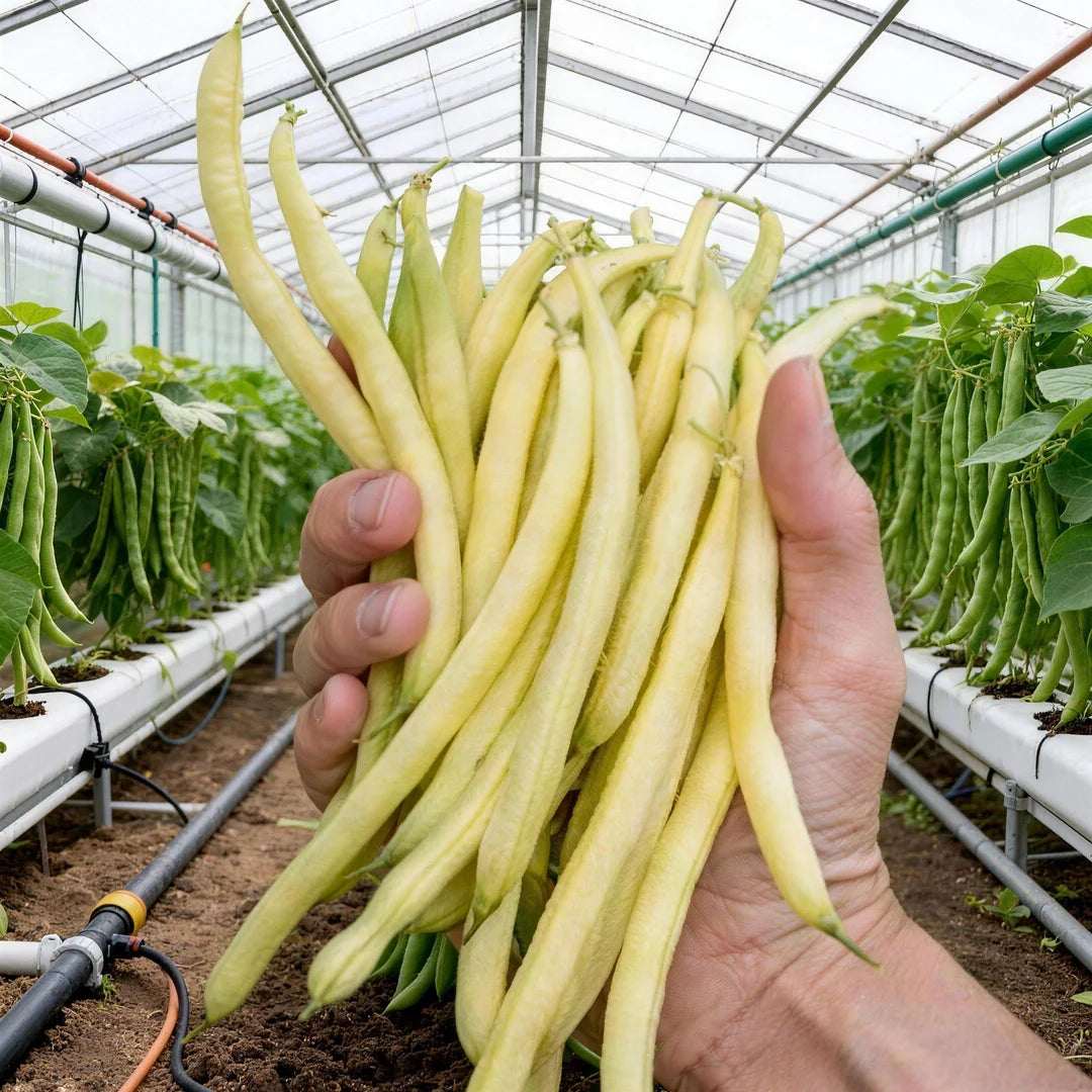 High-Yield Dwarf Bush Bean Seeds | No Trellis Needed, Bountiful Harvests in Any Space-A11