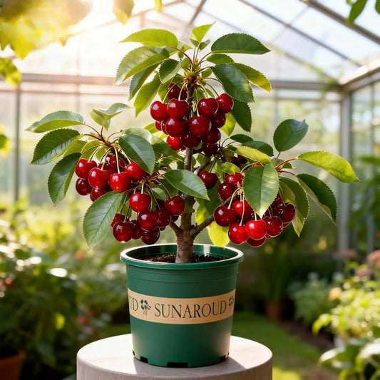 Cherry Tree Seeds – Turn Your Garden into a Sweet, Seasonal Paradise 🍒-ZDQ8