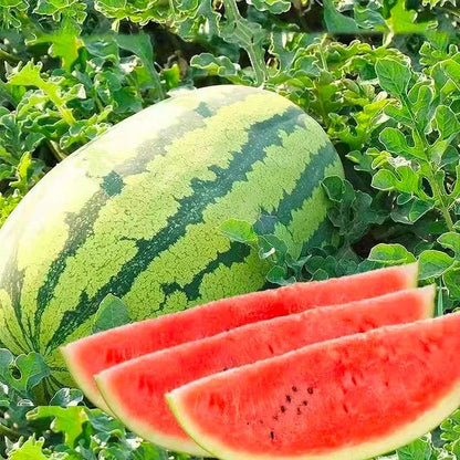 ⚡Flash-Sale⚡100k-sold⚡ Lazy Man's Watermelon Seeds-A01
