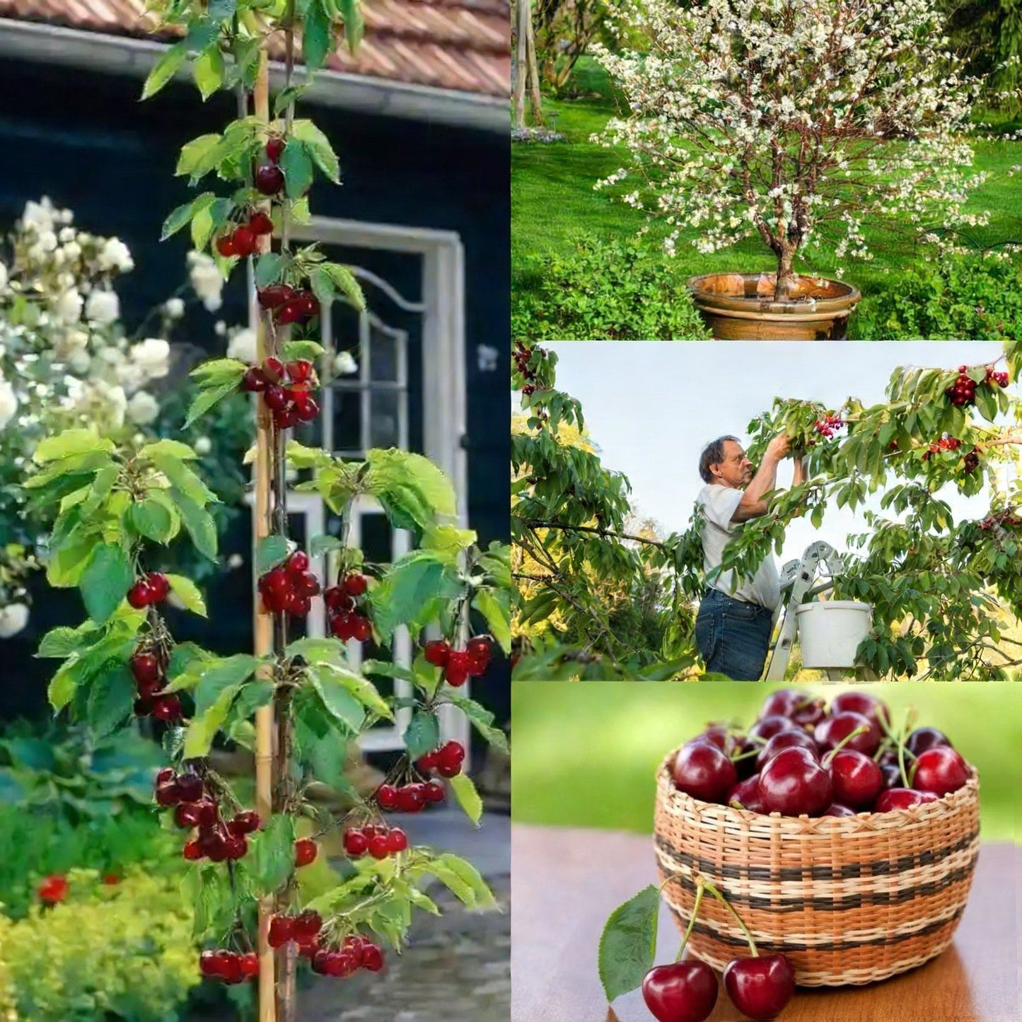 🔥LAST DAY 60% OFF-Cherry Tree Seeds – Turn Your Garden into a Sweet, Seasonal Paradise 🍒-A01