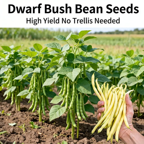 High-Yield Dwarf Bush Bean Seeds | No Trellis Needed, Bountiful Harvests in Any Space-A11