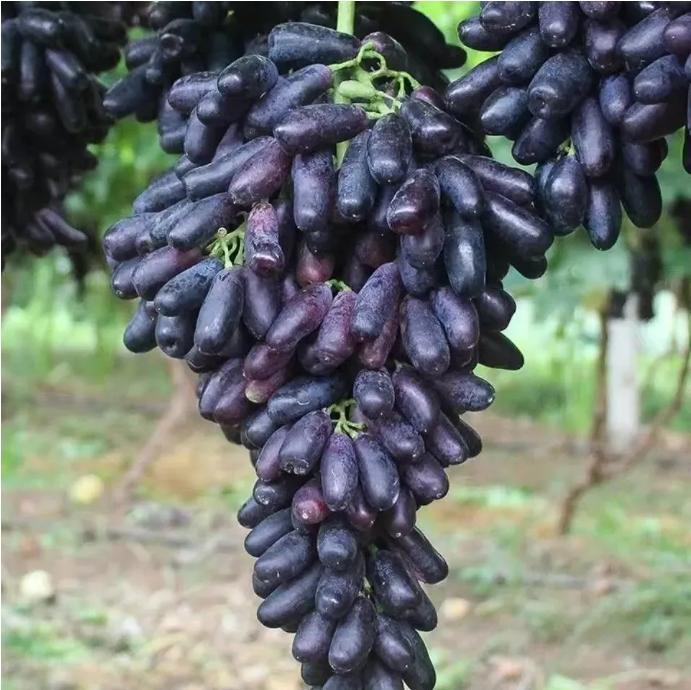 🔥 (New Harvest) Organic Pink Guava Seeds | 🌿Pre-Primed for High Germination (99% Germination)-ZDQ8