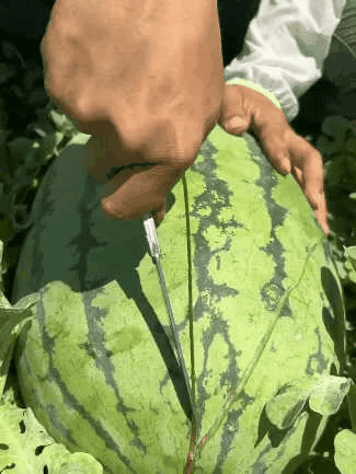 ⚡Flash-Sale⚡100k-sold⚡ Lazy Man's Watermelon Seeds-A01