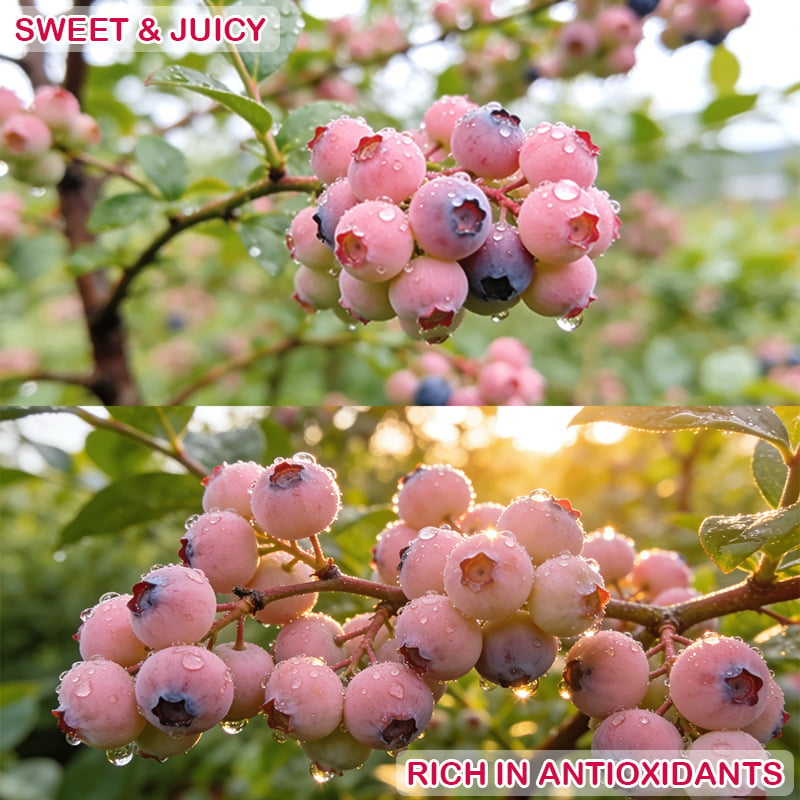 ⚡Crazy-Sale⚡100k-Sold⚡💟Premium Pink Blueberry Seeds-886
