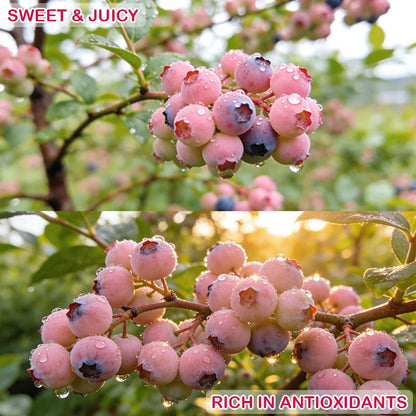 ⚡Crazy-Sale⚡100k-Sold⚡💟Premium Pink Blueberry Seeds-886