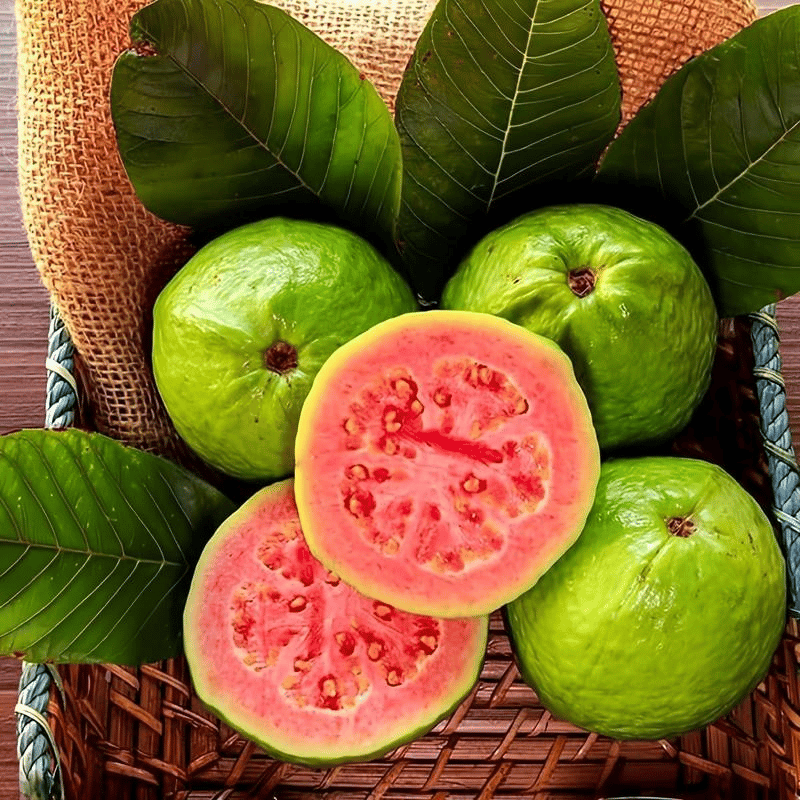 🔥 (New Harvest) Organic Pink Guava Seeds | 🌿Pre-Primed for High Germination (99% Germination)-ZDQ8