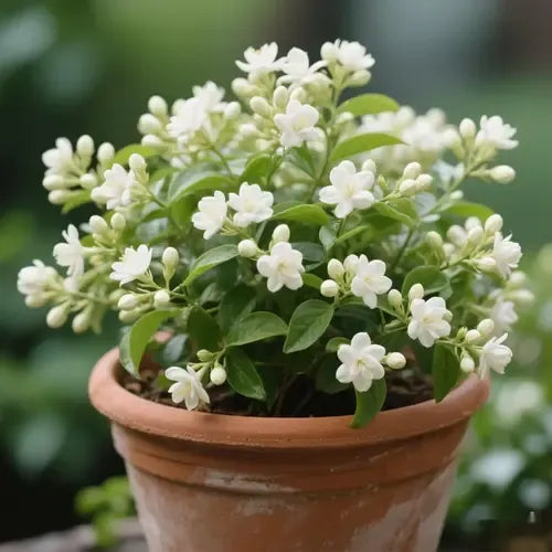 ⚡Flash-Sale⚡100k-sold⚡Silver Jasmine Seeds | Aromatic Climbing Vine for Garden & Balcony-#YUN7