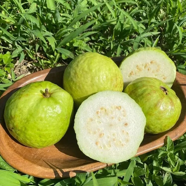 🔥 (New Harvest) Organic Pink Guava Seeds | 🌿Pre-Primed for High Germination (99% Germination)-ZDQ8