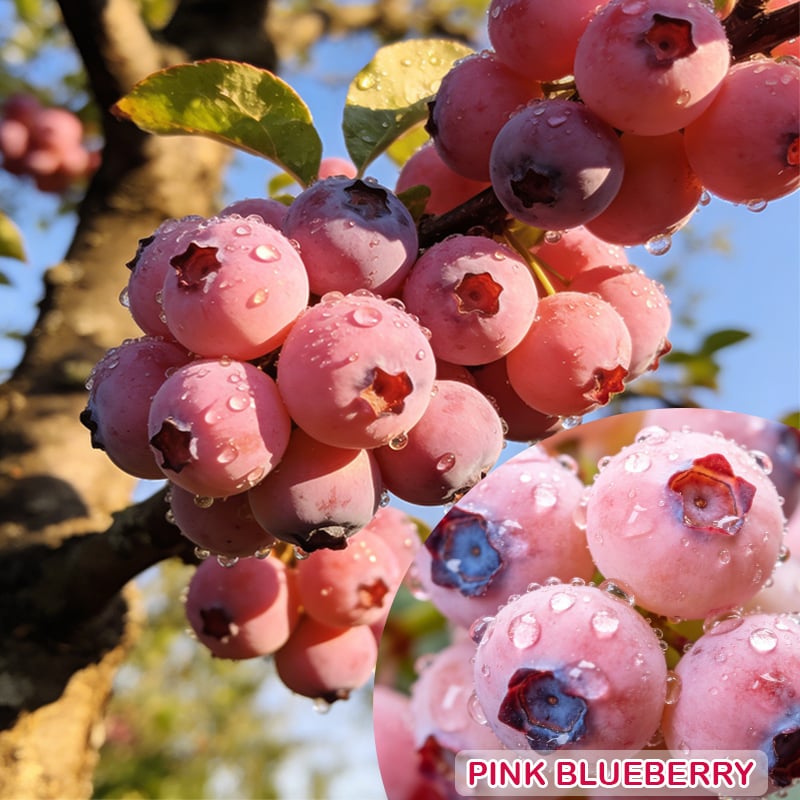⚡Crazy-Sale⚡Limited-Time Offer⚡💟Premium Pink Blueberry Seeds-ZDQ8