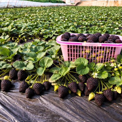 🏆Flash Sale⚡ 50K+ SOLD! 🏆Giant Black Diamond Strawberries Seeds – Sweet, Nutrient-Rich & Easy to Grow at Home-#YUN7