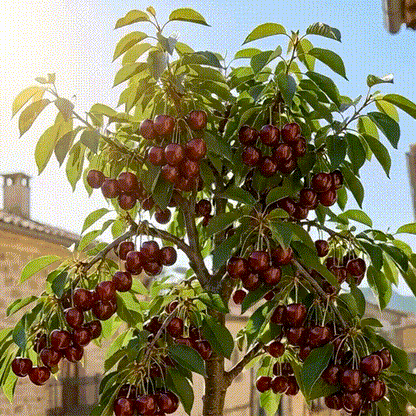 🔥LAST DAY 60% OFF-Cherry Tree Seeds – Turn Your Garden into a Sweet, Seasonal Paradise 🍒-A01