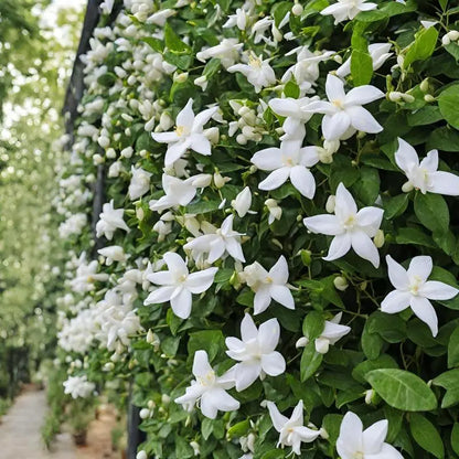 ⚡Flash-Sale⚡100k-sold⚡Silver Jasmine Seeds | Aromatic Climbing Vine for Garden & Balcony-#YUN7