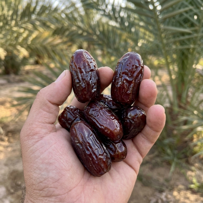 🍨Say goodbye to high-calorie guilt! 🥰Natural Purple Black Dates to Help You Achieve the Body You Love-C7