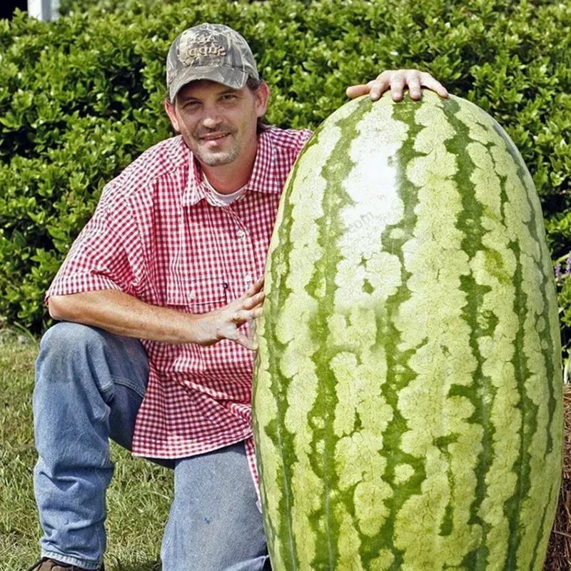 ⚡Flash-Sale⚡100k-sold⚡ Lazy Man's Watermelon Seeds-A01