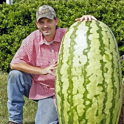 ⚡Flash-Sale⚡100k-sold⚡ Lazy Man's Watermelon Seeds-A01