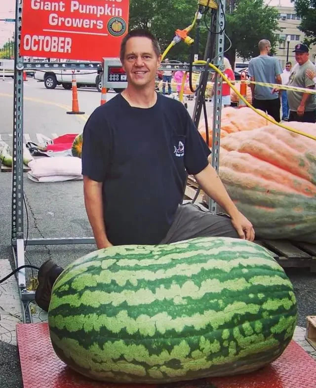 ⚡Flash-Sale⚡100k-sold⚡ Lazy Man's Watermelon Seeds-A01