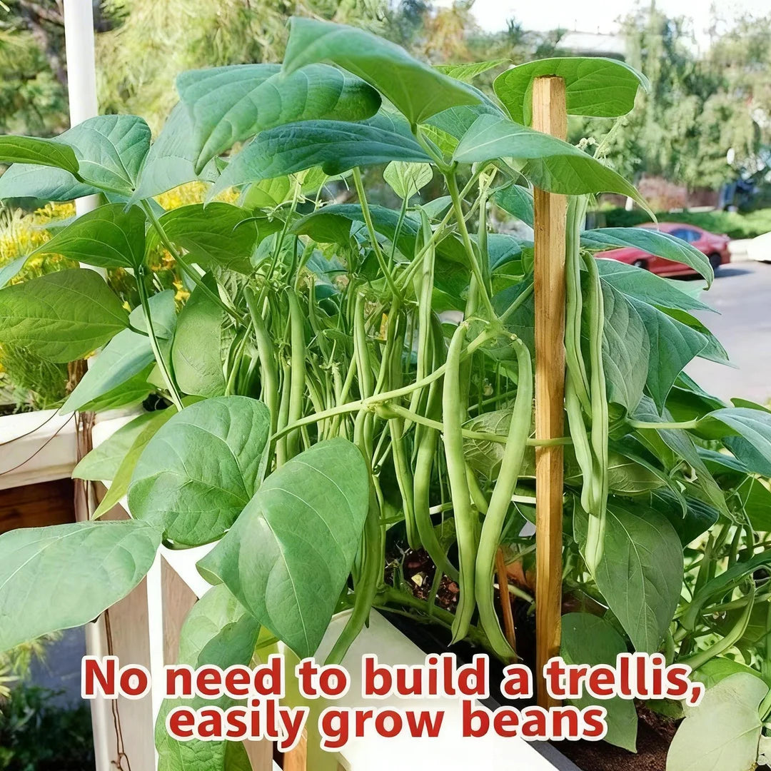 High-Yield Dwarf Bush Bean Seeds | No Trellis Needed, Bountiful Harvests in Any Space-A11