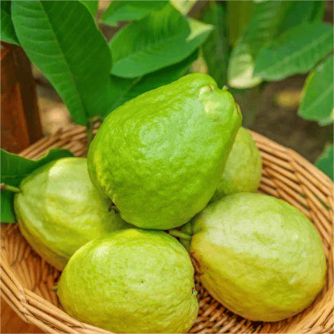 🔥 (New Harvest) Organic Pink Guava Seeds | 🌿Pre-Primed for High Germination (99% Germination)-ZDQ8
