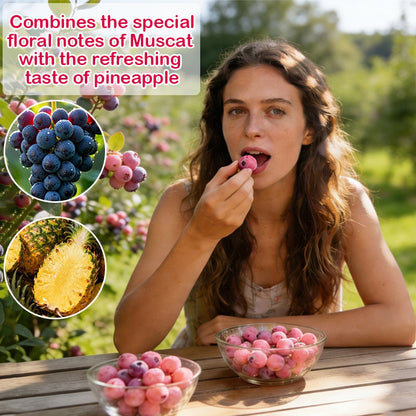 ⚡Crazy-Sale⚡Limited-Time Offer⚡💟Premium Pink Blueberry Seeds-ZDQ8