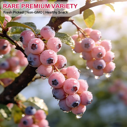 ⚡Crazy-Sale⚡100k-Sold⚡💟Premium Pink Blueberry Seeds-886