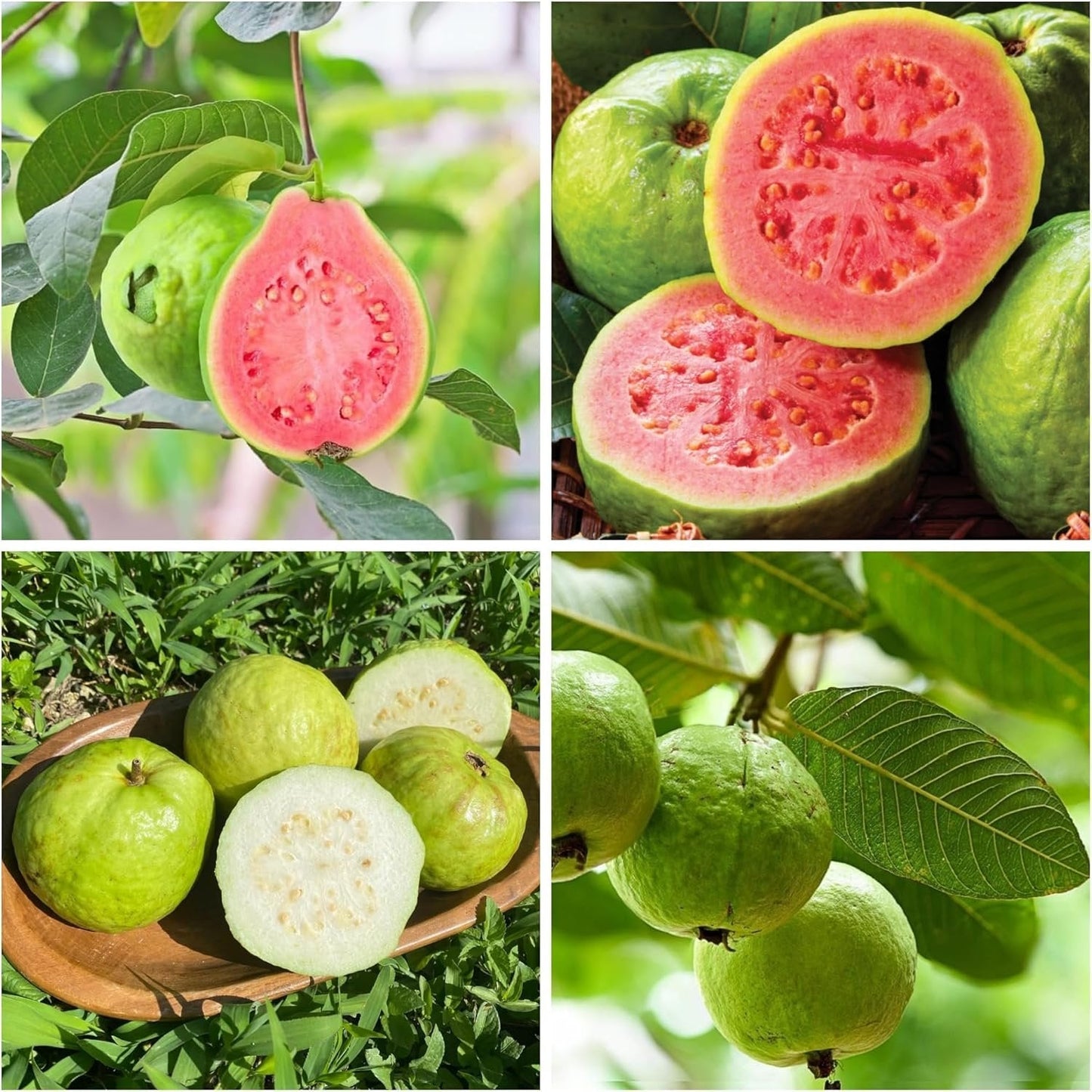 🔥 (New Harvest) Organic Pink Guava Seeds | 🌿Pre-Primed for High Germination (99% Germination)-ZDQ8