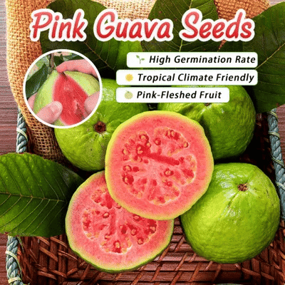 🔥 (New Harvest) Organic Pink Guava Seeds | 🌿Pre-Primed for High Germination (99% Germination)-ZDQ8