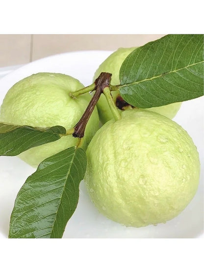 🔥 (New Harvest) Organic Pink Guava Seeds | 🌿Pre-Primed for High Germination (99% Germination)-ZDQ8