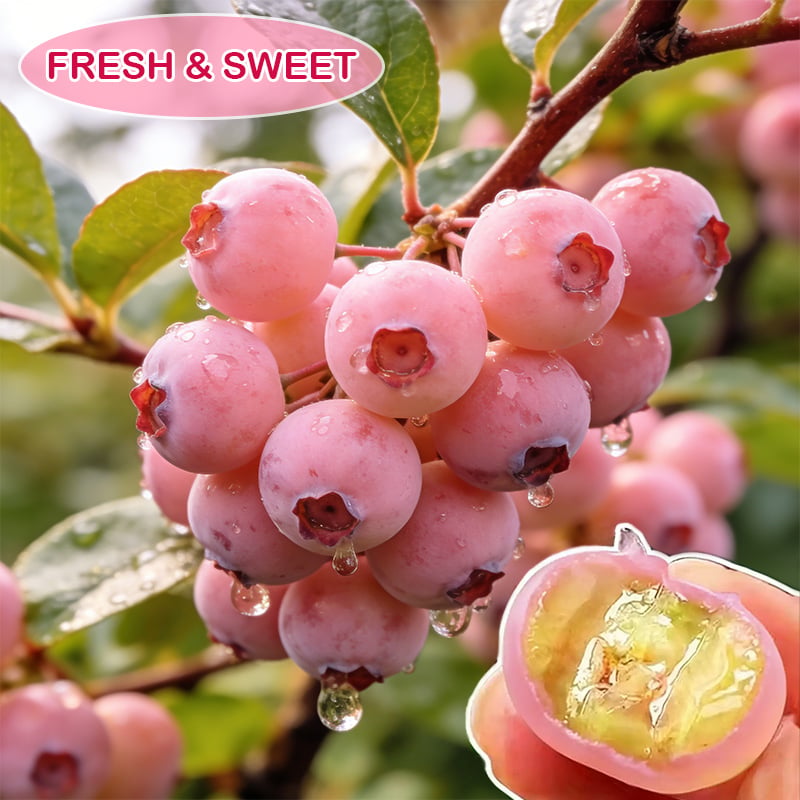 ⚡Crazy-Sale⚡100k-Sold⚡💟Premium Pink Blueberry Seeds-886