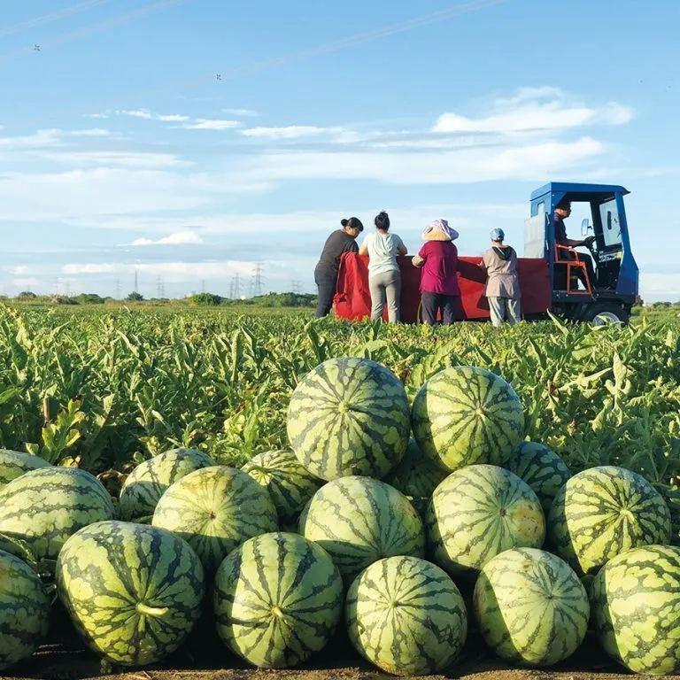 ⚡Flash-Sale⚡100k-sold⚡ Lazy Man's Watermelon Seeds-A01
