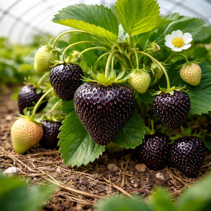 Giant Black Diamond   Strawberries Seeds –   Sweet, Nutrient-Rich &   Easy to Grow at Home-A11