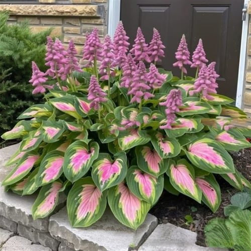 ⚡Crazy-Sale⚡60k-Sold⚡Premium Rare HostaSeeds1Pack-100Seeds-886