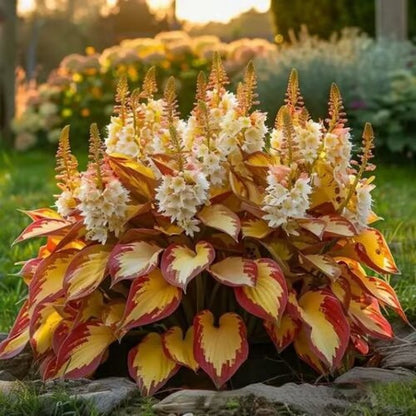 ⚡Crazy-Sale⚡60k-Sold⚡Premium Rare HostaSeeds1Pack-100Seeds-886