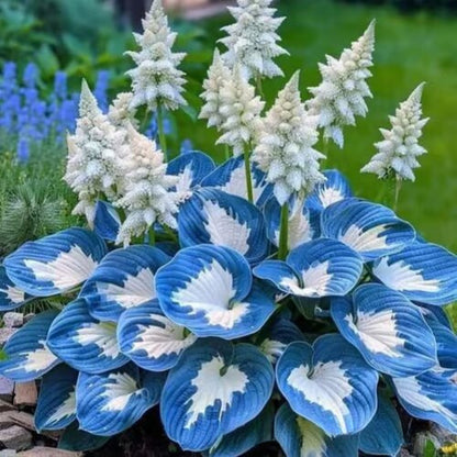 ⚡Crazy-Sale⚡60k-Sold⚡Premium Rare HostaSeeds1Pack-100Seeds-886