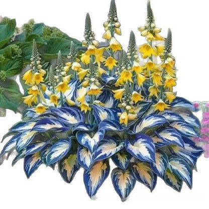 ⚡Crazy-Sale⚡60k-Sold⚡Premium Rare HostaSeeds1Pack-100Seeds-886