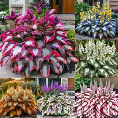 ⚡Crazy-Sale⚡60k-Sold⚡Premium Rare HostaSeeds1Pack-100Seeds-886