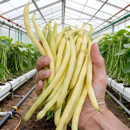 High-Yield Dwarf Bush Bean Seeds | No Trellis Needed, Bountiful Harvests in Any Space-A11