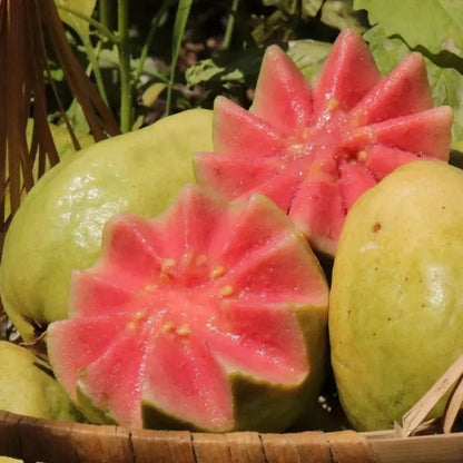 🔥 (New Harvest) Organic Pink Guava Seeds | 🌿Pre-Primed for High Germination (99% Germination)-ZDQ8