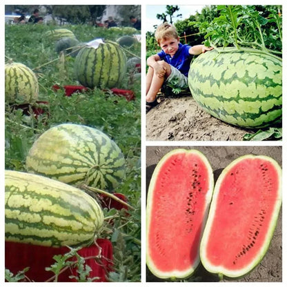 ⚡Flash-Sale⚡100k-sold⚡ Lazy Man's Watermelon Seeds-A01