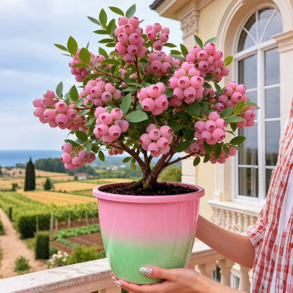 ⚡Crazy-Sale⚡100k-Sold⚡💟Premium Pink Blueberry Seeds-886