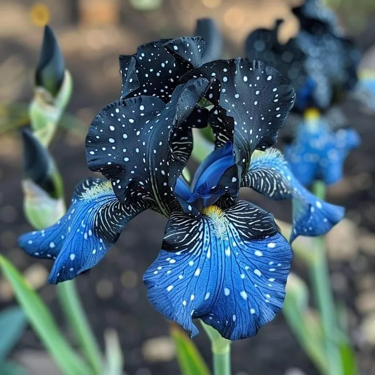 🏆Flash Sale⚡ 50K+ SOLD! 🏆Rare Tall Bearded Iris(Premium RhizomeVariety)-886