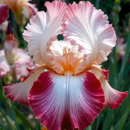 🏆Flash Sale⚡ 50K+ SOLD! 🏆Rare Tall Bearded Iris(Premium RhizomeVariety)-886