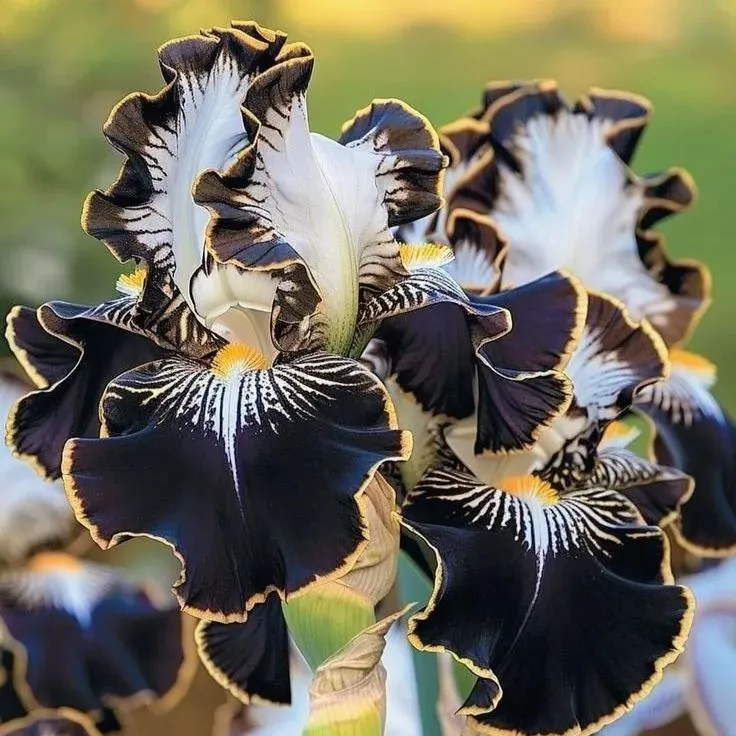 🏆Flash Sale⚡ 50K+ SOLD! 🏆Rare Tall Bearded Iris(Premium RhizomeVariety)-886